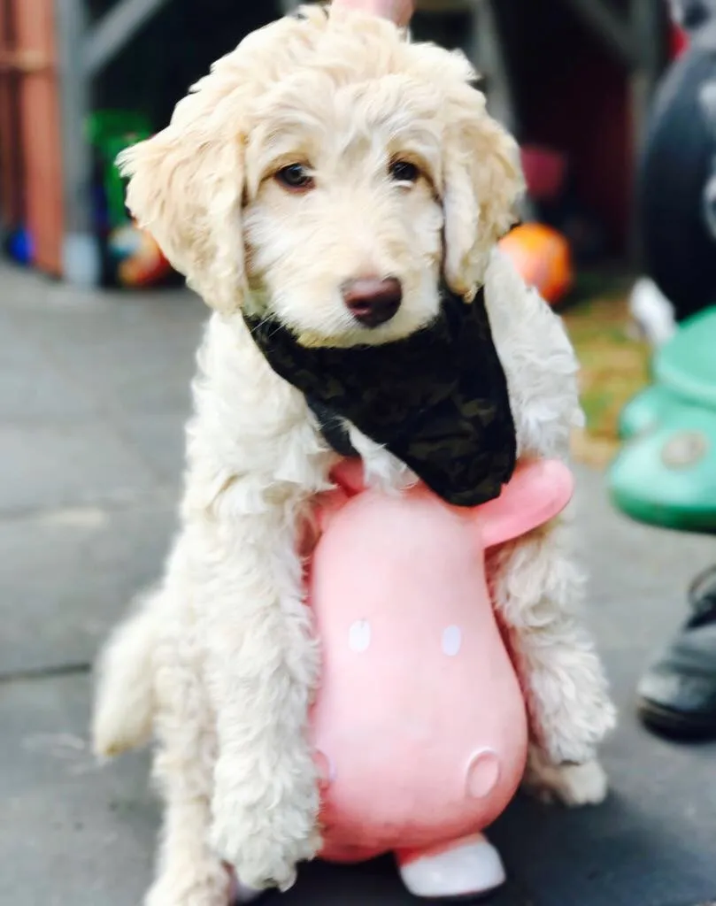 Soofi de Labradoodle, foto 6