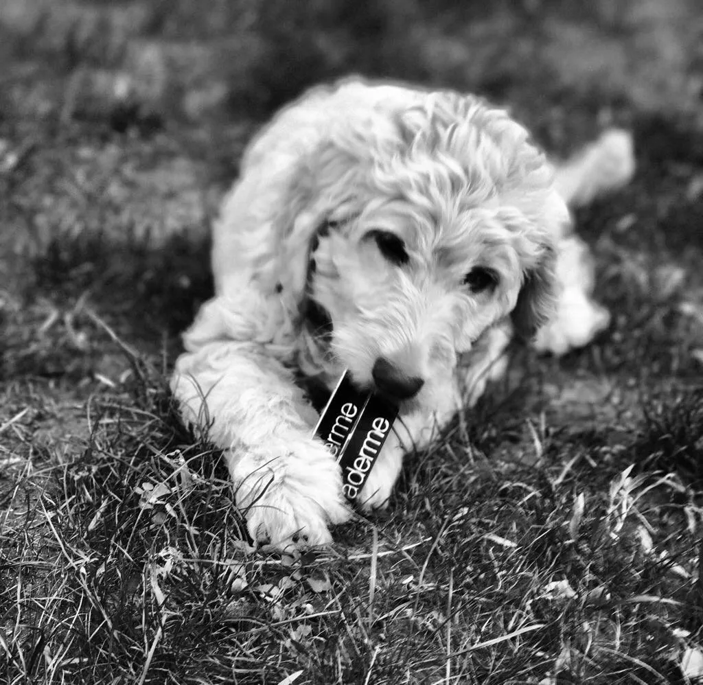 Soofi de Labradoodle, foto 3