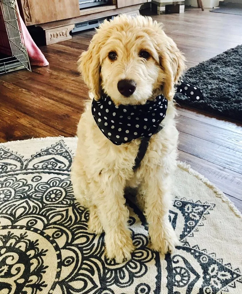 Soofi de Labradoodle, foto 4