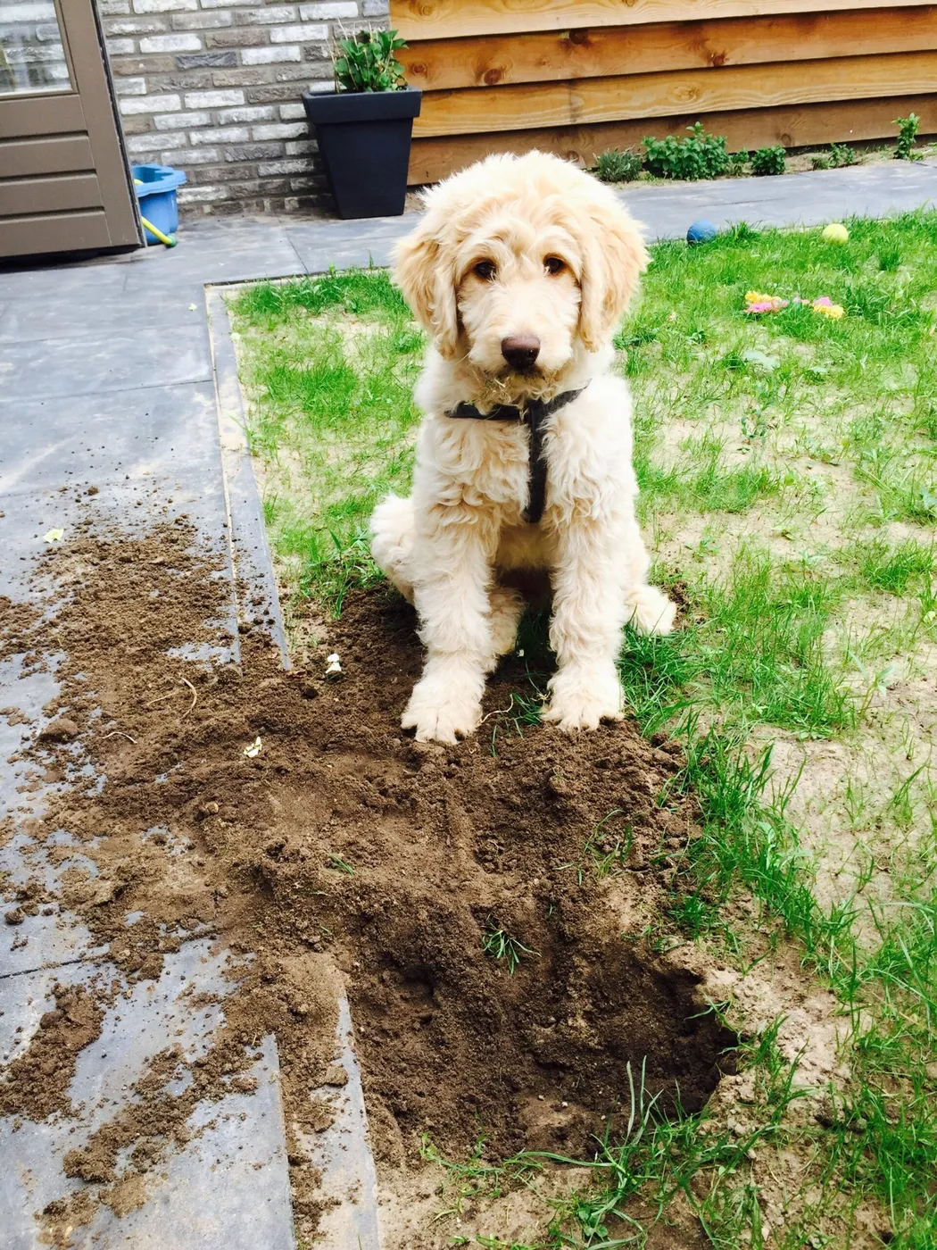 Soofi de Labradoodle, foto 8
