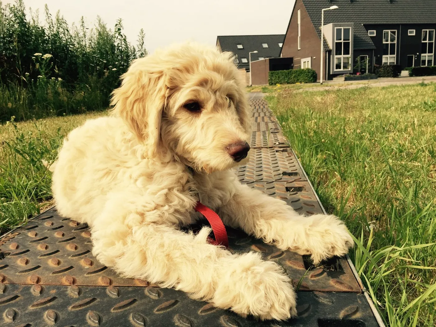 Soofi de Labradoodle, foto 9