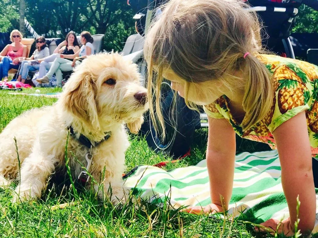 Soofi de Labradoodle, foto 5