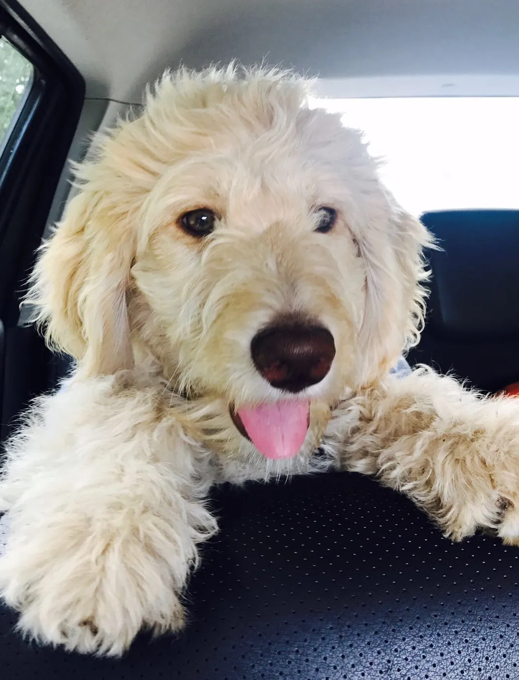 Soofi de Labradoodle, foto 1
