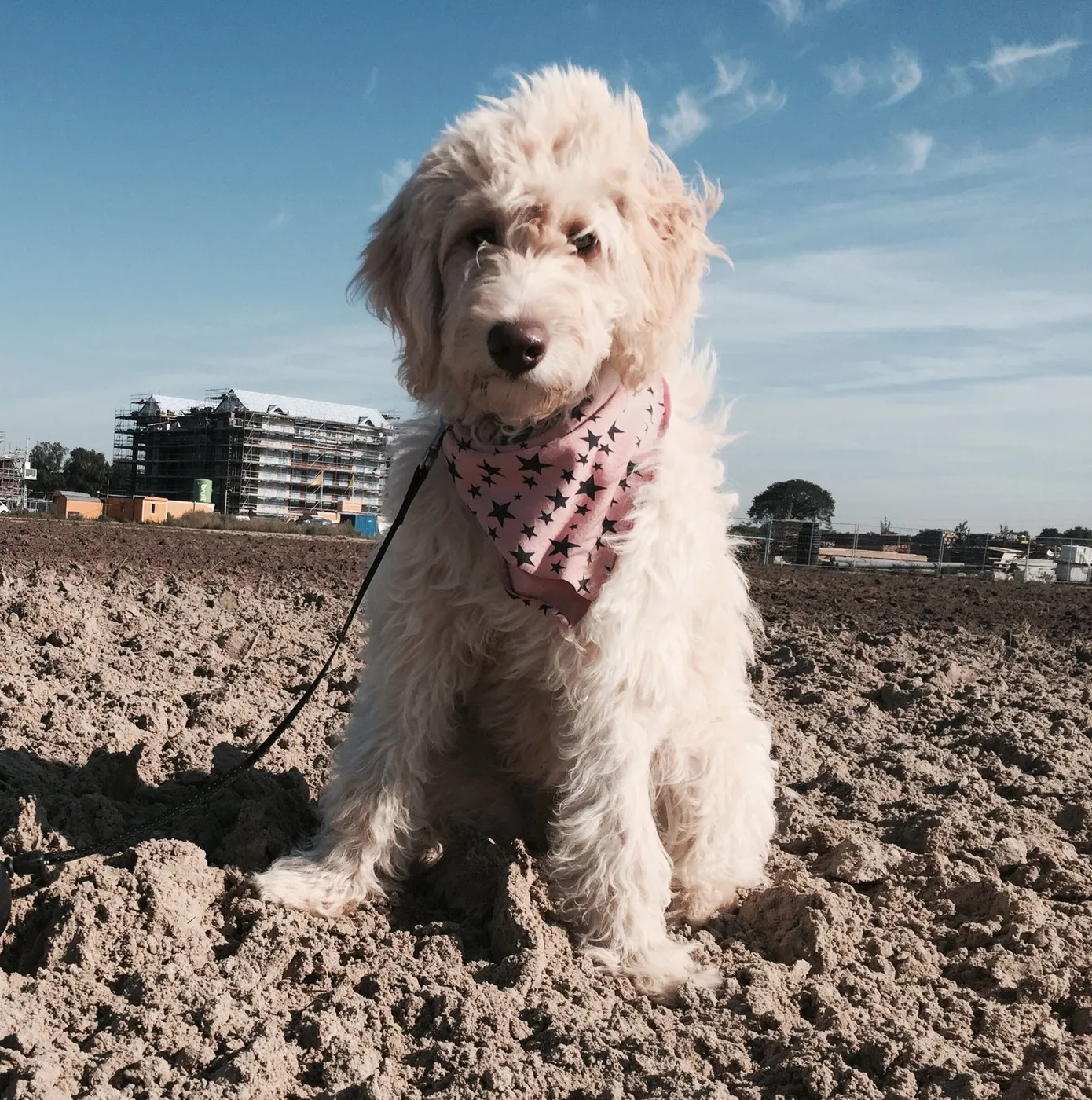 Soofi de Labradoodle, foto 2