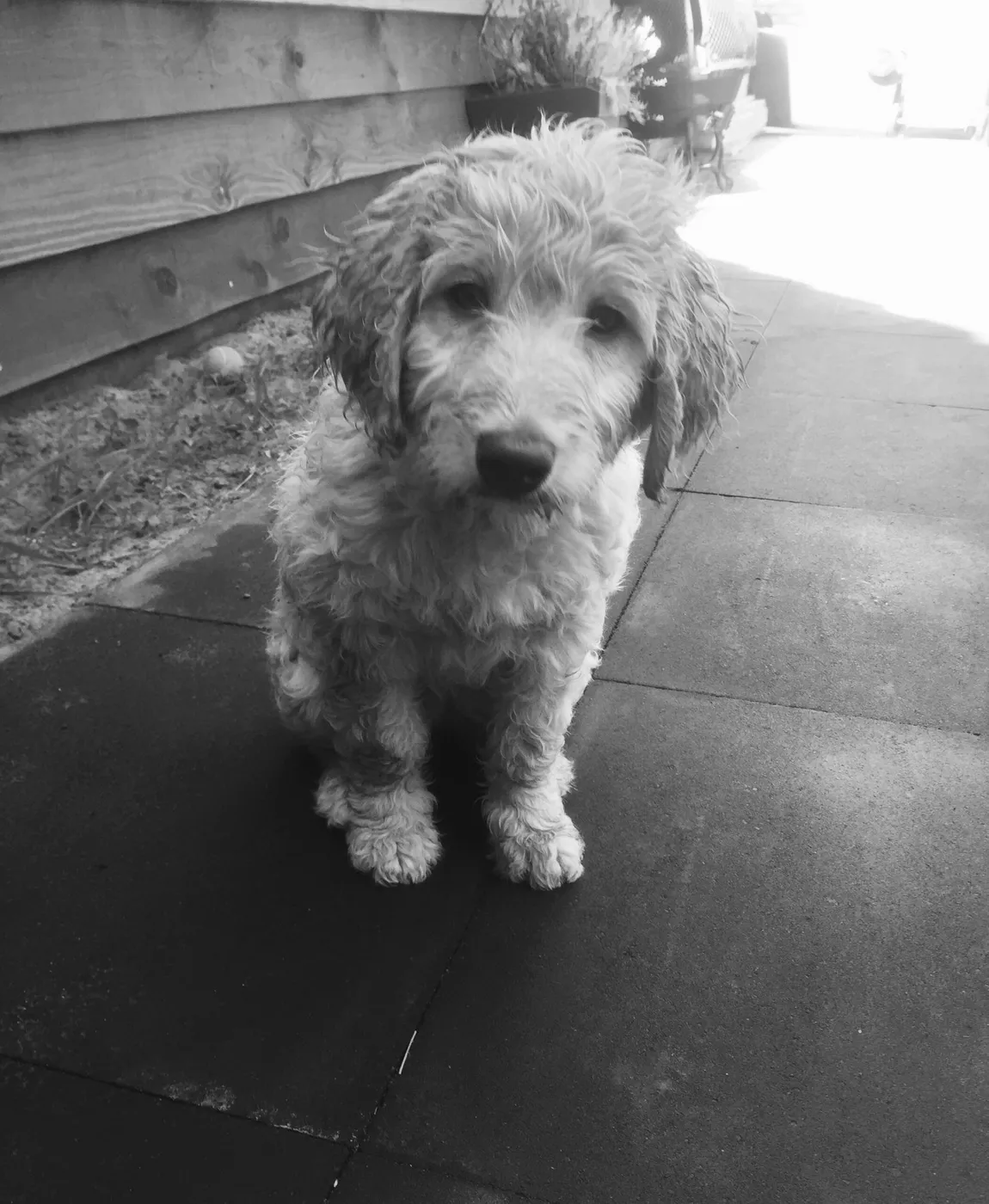 Soofi de Labradoodle, foto 7