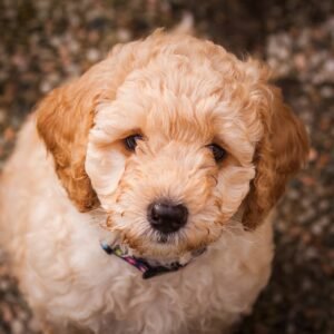 Labradoodle Kopen - De Complete Gids (E-book PDF)